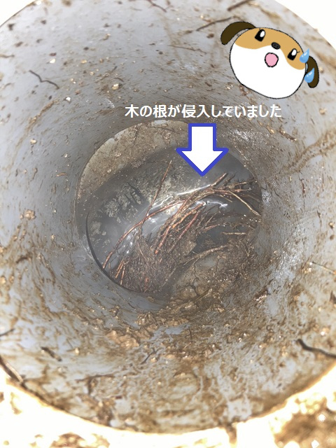 【画像】排水桝内部