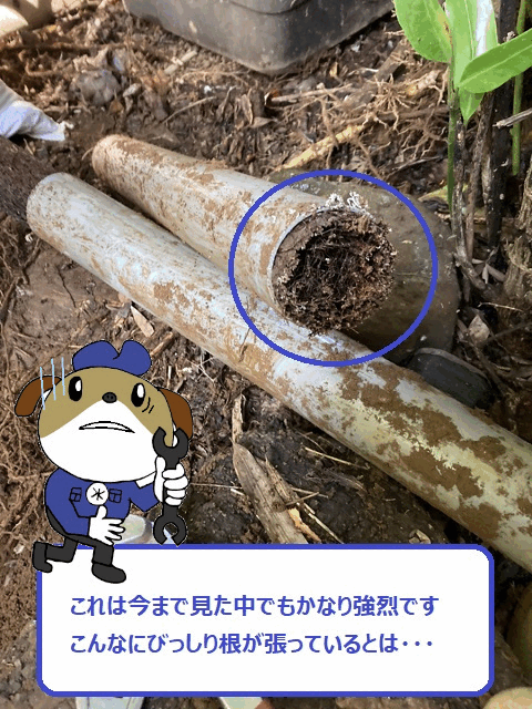 【画像】排水管いっぱいの根